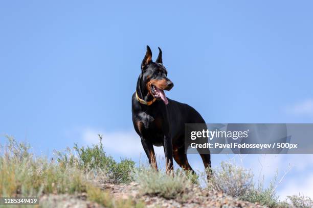 low angle view of doberman standing on hill against clear sky - dobermann stockfoto's en -beelden