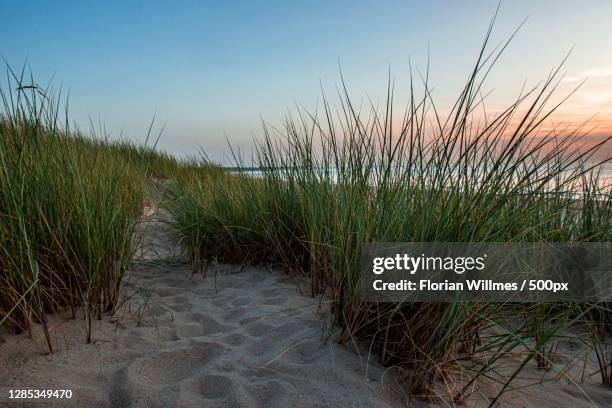 scenic view of beach against sky during sunset,cadzand,netherlands - marram grass stock pictures, royalty-free photos & images