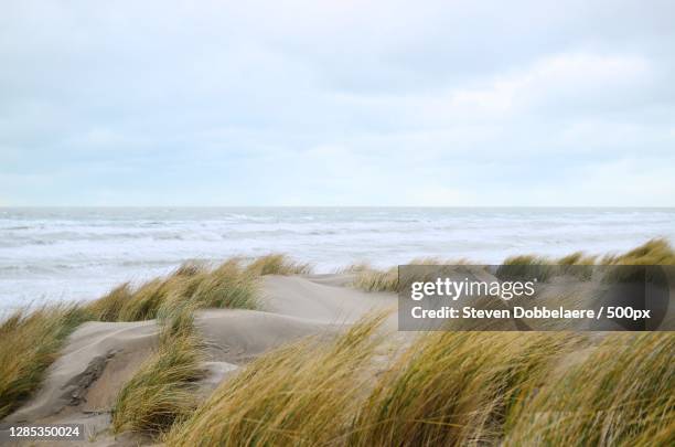 scenic view of sand dune and sea against sky,oostduinkerke,koksijde,belgium - marram grass stock pictures, royalty-free photos & images