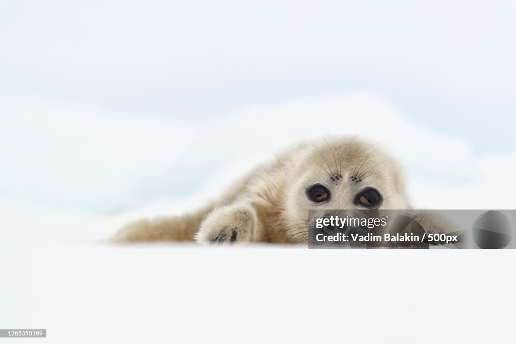 Portrait of seal pup on snow covered field,Lake Baikal,Russia