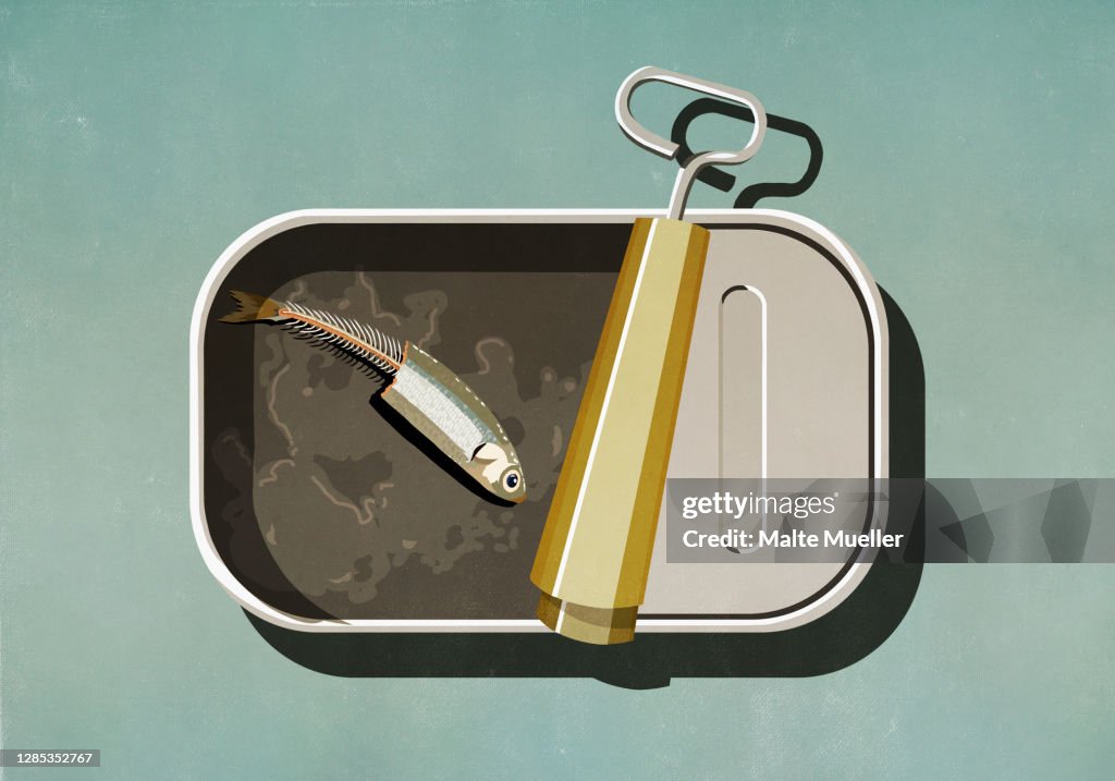 Half eaten sardine in open tin