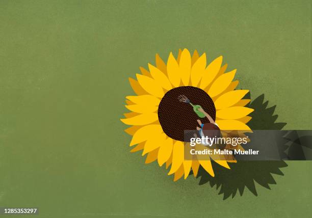 young woman watering large sunflower on green background - 花頭点のイラスト素材／クリップアート素材／マンガ素材／アイコン素材