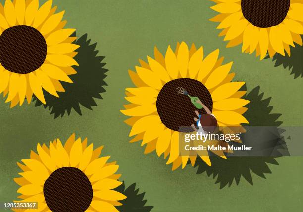 stockillustraties, clipart, cartoons en iconen met woman watering large sunflowers on green background - sunflower