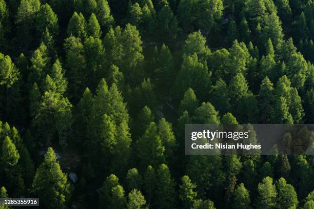 aerial shot flying over evergreen trees, switzerland - bosque fotografías e imágenes de stock