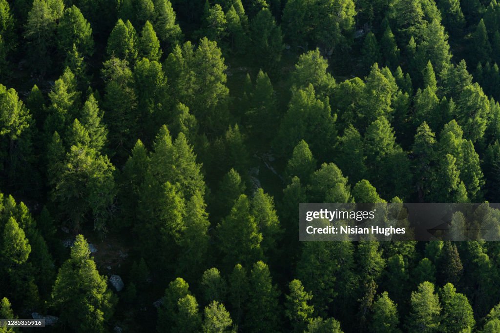 Aerial shot flying over evergreen trees, Switzerland