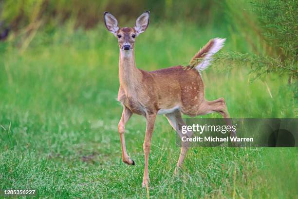 white tailed deer fawn - white tailed deer stock-fotos und bilder