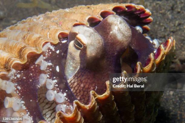 Octopus In A Shell 13 Coconut Octopus Hiding In Shell Stock Photos, High-Res Pictures, and ...