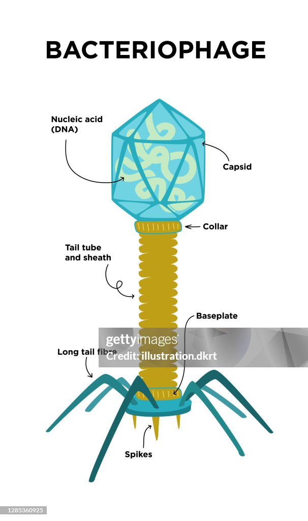 Flat Illustration of Bacteriophage structures and anatomy.