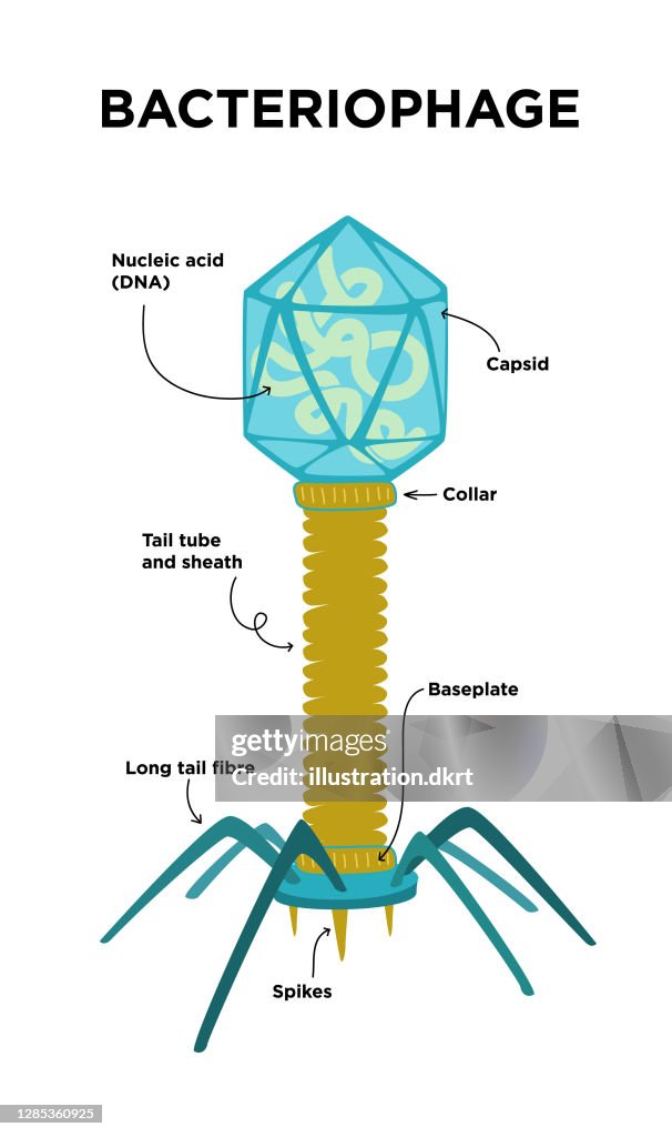 Flat Illustration of Bacteriophage structures and anatomy.