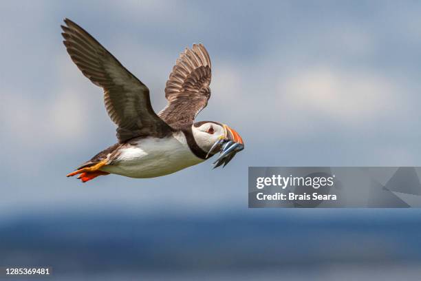 atlantic puffin (fratercula artica) in flight - atlantic puffin stock pictures, royalty-free photos & images