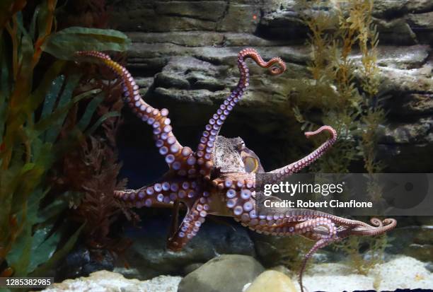 An octopus is seen on November 13, 2020 in Melbourne, Australia. Following the Victorian government's easing of COVID-19 restrictions on indoor...