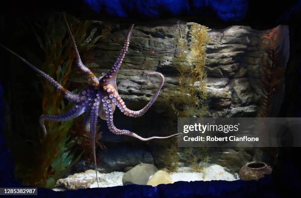 An octopus is seen on November 13, 2020 in Melbourne, Australia. Following the Victorian government's easing of COVID-19 restrictions on indoor...