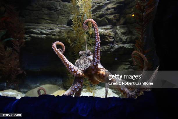 An octopus is seen on November 13, 2020 in Melbourne, Australia. Following the Victorian government's easing of COVID-19 restrictions on indoor...