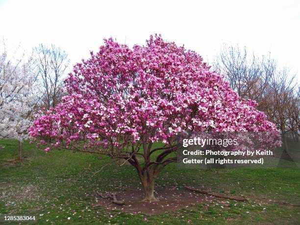 purple spring flowering magnolia tree - magnólia imagens e fotografias de stock