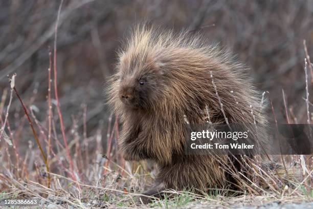 porcupine, spring, alaska - cerda-pelo-de-animal fotografías e imágenes de stock