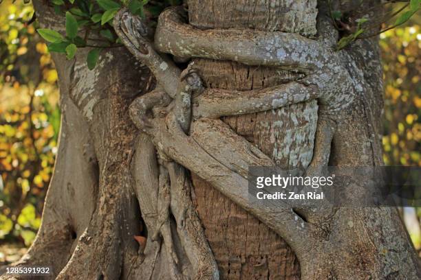 florida strangler fig attached to a palm tree against sunny background - twisted together stock pictures, royalty-free photos & images