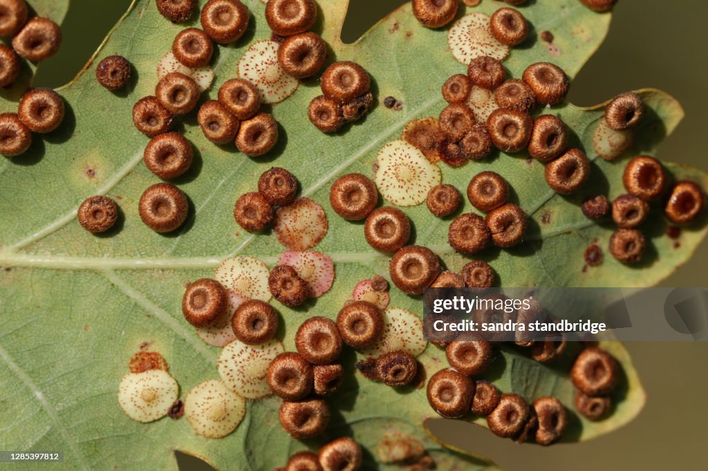 Galls on the underside of an Oak leaf of the Silk Button Gall Wasp, Neuroterus numismalis.