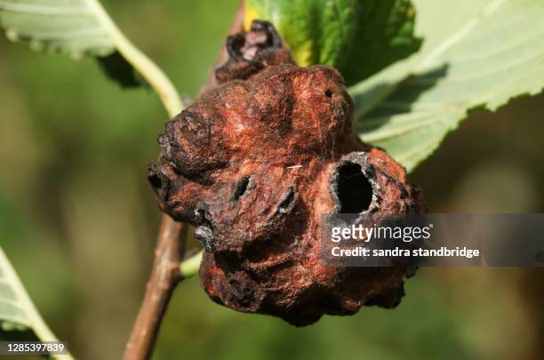 the gall of wasps growing from the branch of a tree. - gal stockfoto's en -beelden