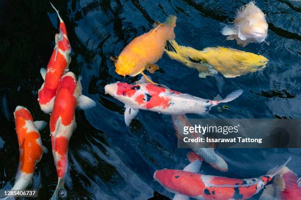 colorful fancy carp fish, koi fish - koi carp stock pictures, royalty-free photos & images