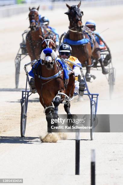 Mark Purdon driving Shan Noble leads the field in Race 8 IRT Handicap Pace during the Show Day races at Addington Raceway on November 13, 2020 in...