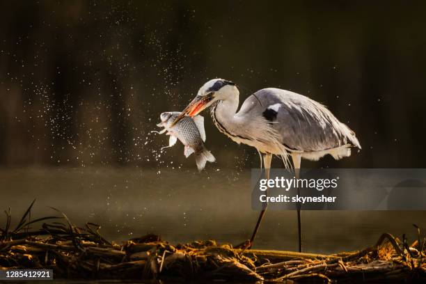 gray heron catching fish in wilderness. - heron stock pictures, royalty-free photos & images