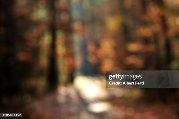 sonniger waldweg - woods background stock pictures, royalty-free photos & images