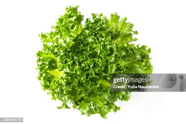 green lettuce. frillice iceberg lettuce salad plant. isolated on white background. - ensalada verde fotografías e imágenes de stock
