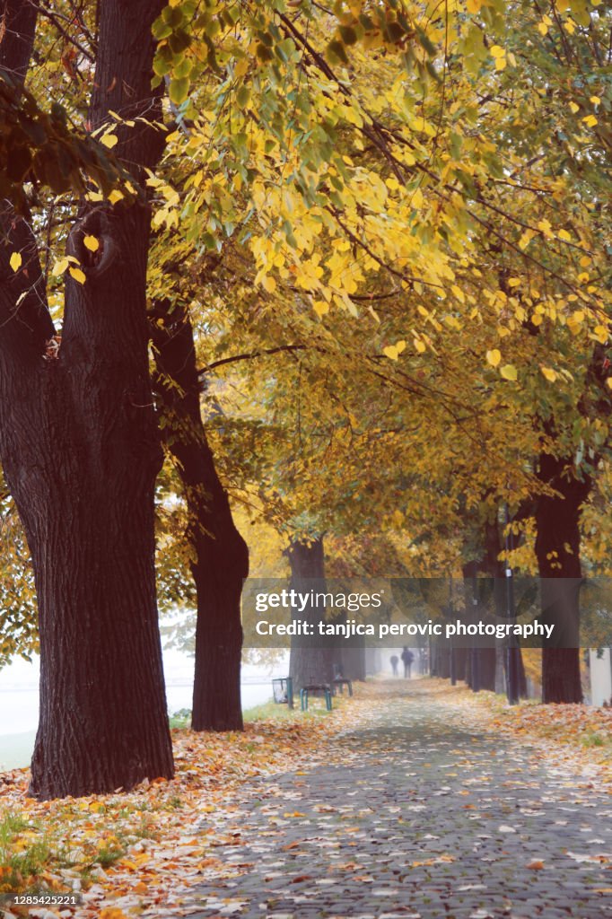 Two People in Distance on Long Tree Alley Cobblestone Path in Autumn