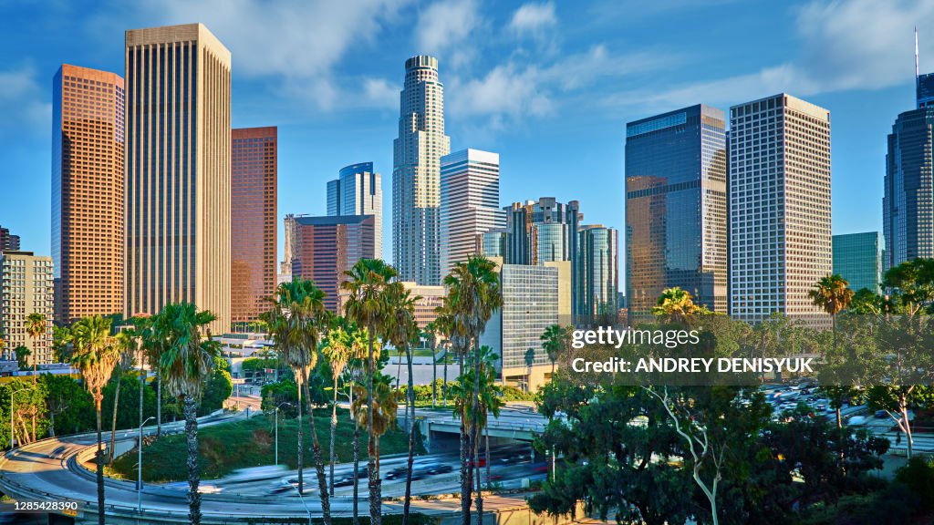 Los Angeles Financial District. Palm Tree
