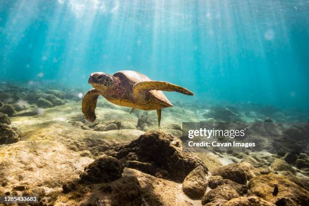 sea turtle swims near the rocky ocean floor in oahu hawaii - lepidochelis olivacea - fotografias e filmes do acervo