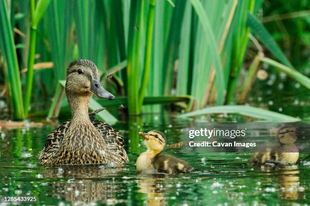 straight on view of a mother duck and her two ducklings - ducklings bildbanksfoton och bilder