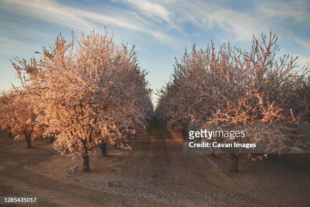blooming almond orchard under cloudy skies - almond orchard stock pictures, royalty-free photos & images