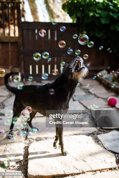 black dog with beard popping bubbles in front yard - giant schnauzer puppy stock pictures, royalty-free photos & images