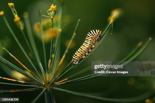 swallowtail caterpillar sitting on dill weed in a backyard garden - caterpillar stock-fotos und bilder