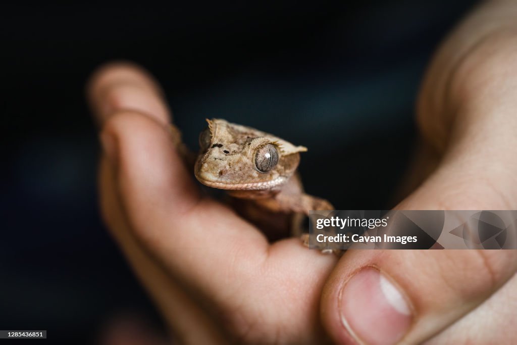 Juvenile Crested gecko held in child's hand