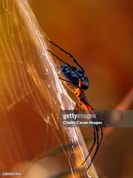 female yellow garden orb weaver spider (argiope aurantia) - aranha dourada dos jardins imagens e fotografias de stock
