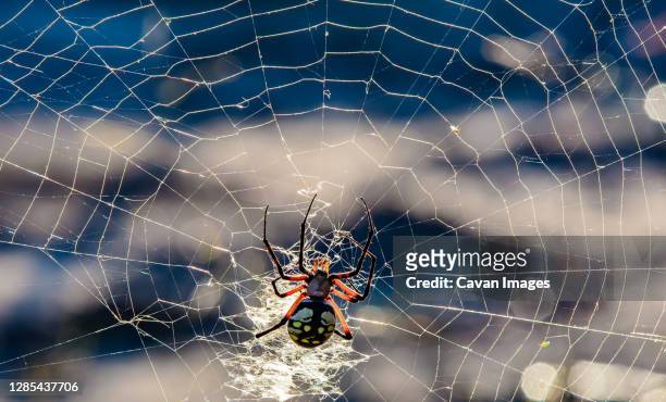 yellow garden orb weaver spider in paris, texas - aranha dourada dos jardins imagens e fotografias de stock