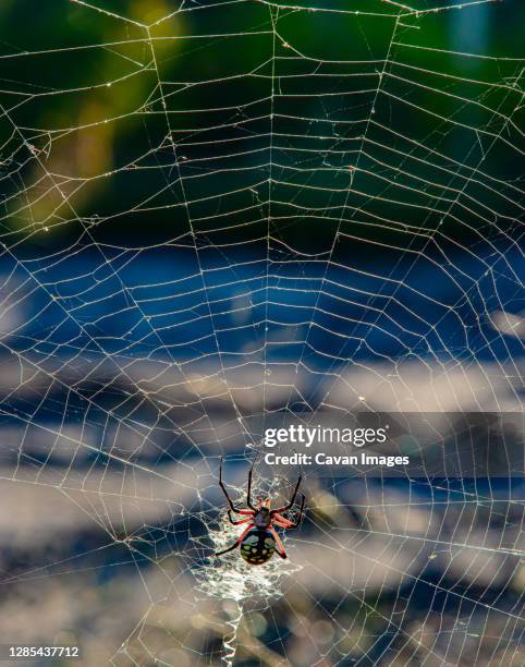 yellow garden orb weaver spider in paris, texas - aranha dourada dos jardins imagens e fotografias de stock