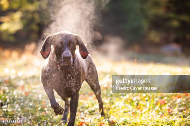 german shorthaired pointer hunting with steam rising on cold morning - german shorthaired pointer photos et images de collection