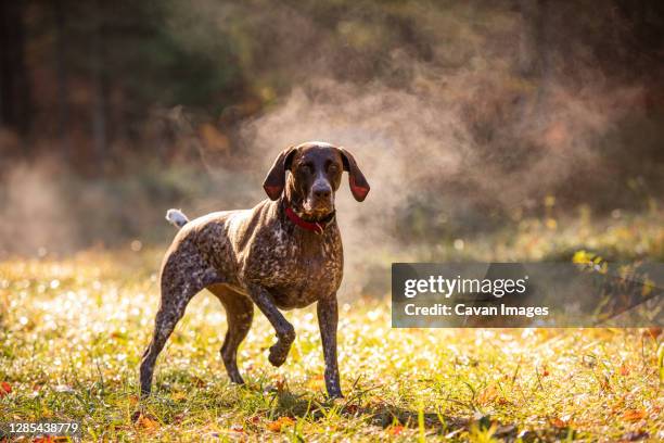 german shorthaired pointer hunting with steam rising on cold morning - jachthond-rashond stockfoto's en -beelden