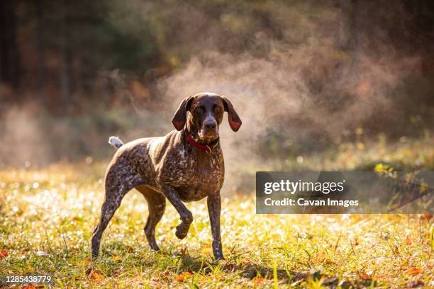 german shorthaired pointer hunting with steam rising on cold morning - hunting dog stock pictures, royalty-free photos & images