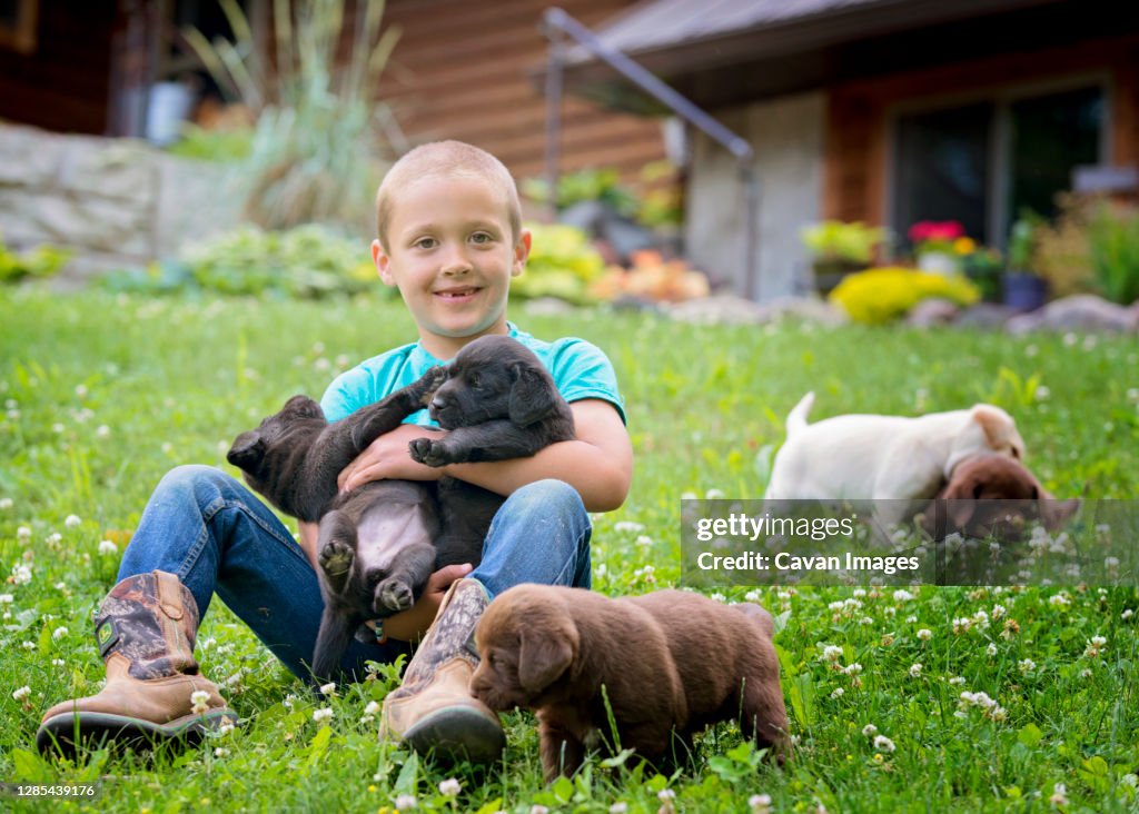 Young Boy With Lab Puppies in Yard