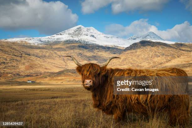 highland cow with snow capped mountain in the background - highland cow stock pictures, royalty-free photos & images
