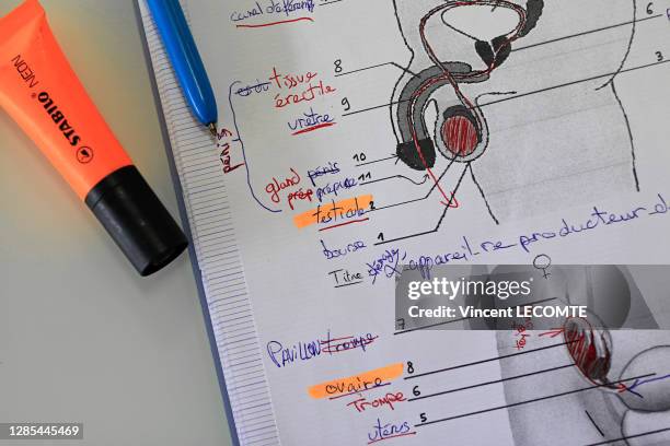 Gros plan sur le classeur de SVT d'un élève montrant le schéma de l'appareil reproducteur masculin lors d'un cours d'éducation sexuelle en classe de...