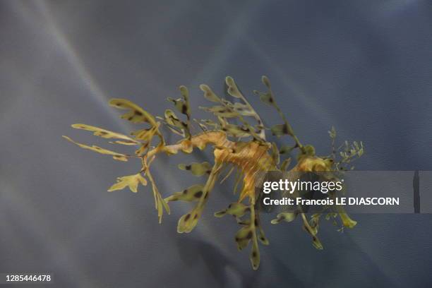 Hippocampe feuillu ou Dragon de Mer feuillu ou Leafy Dragon fish , 1er juillet 2012, aquarium de Monterey, Californie, Etats-Unis.