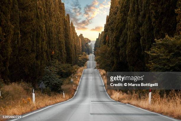 straight road among cypress trees - uneben stock-fotos und bilder