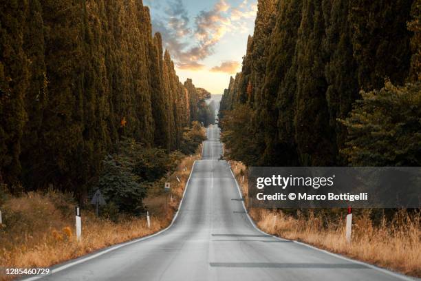 straight road among cypress trees - bumpy stock pictures, royalty-free photos & images