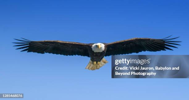 bald eagle heading for camera at conowingo - bald eagle stock pictures, royalty-free photos & images