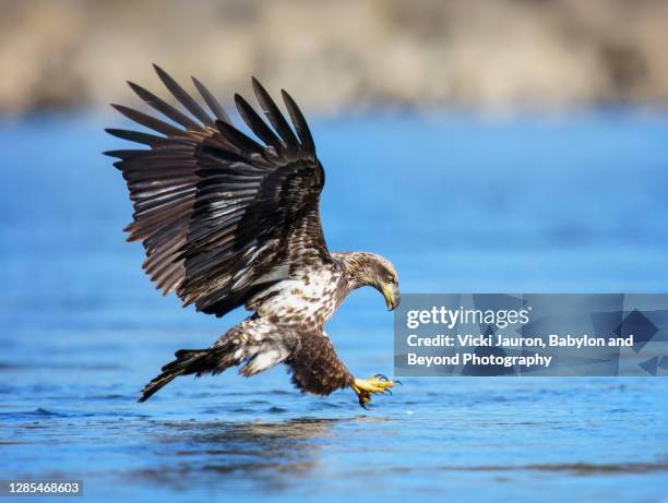 incredible juvenile bald eagle about to catch fish at conowingo - huntmaster stock pictures, royalty-free photos & images