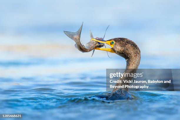 adorable cormorant grabbing fish out of water at conowingo dam - cormorant stock pictures, royalty-free photos & images